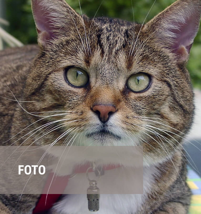 tierfoto